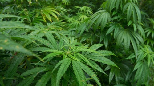 Marihuana-28504428-e1448182585436