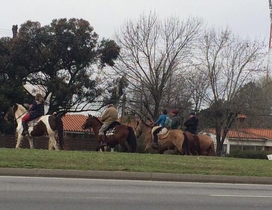 Overstekende paarden